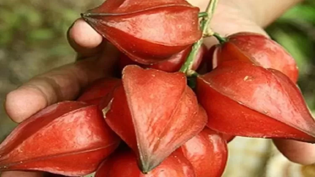 7 Manfaat Buah Belimbing Darah untuk Kesehatan